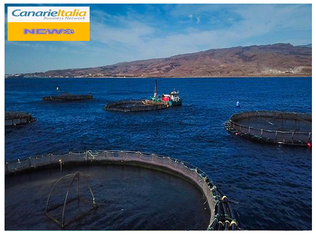 acquacultura canarie allevamento pesce pesca infocanarie