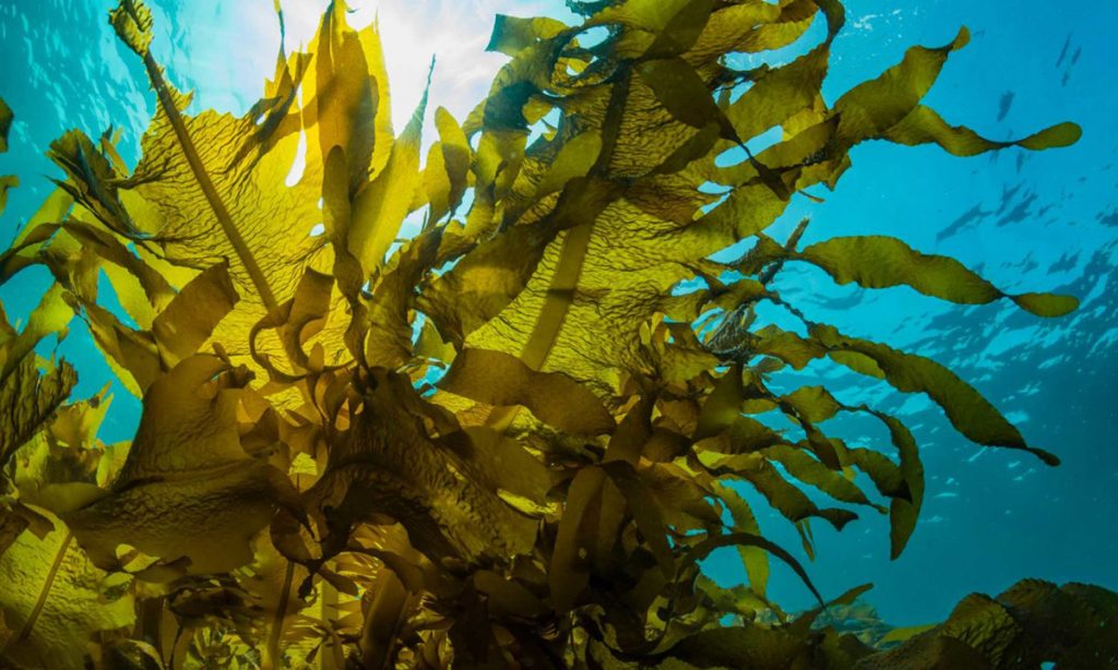canarie alghe biotecnologie infocanarie