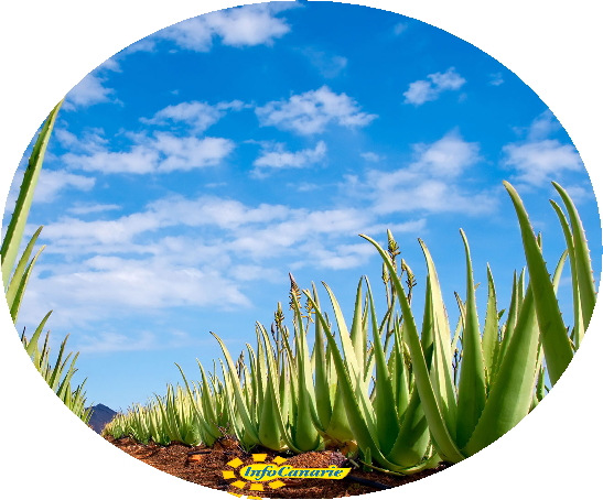 canarie aloe canarias infocanarie